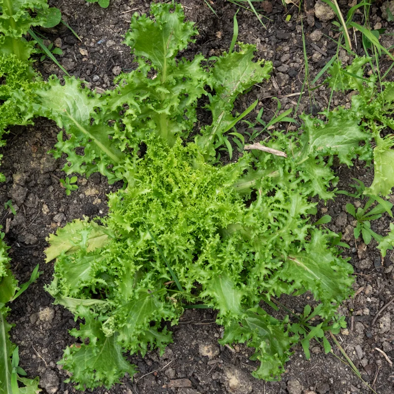 Curly endive - Ruffec