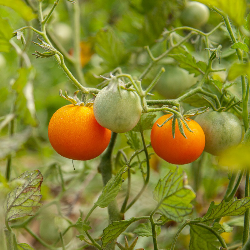 Cherry tomatoes - Ancient Queen