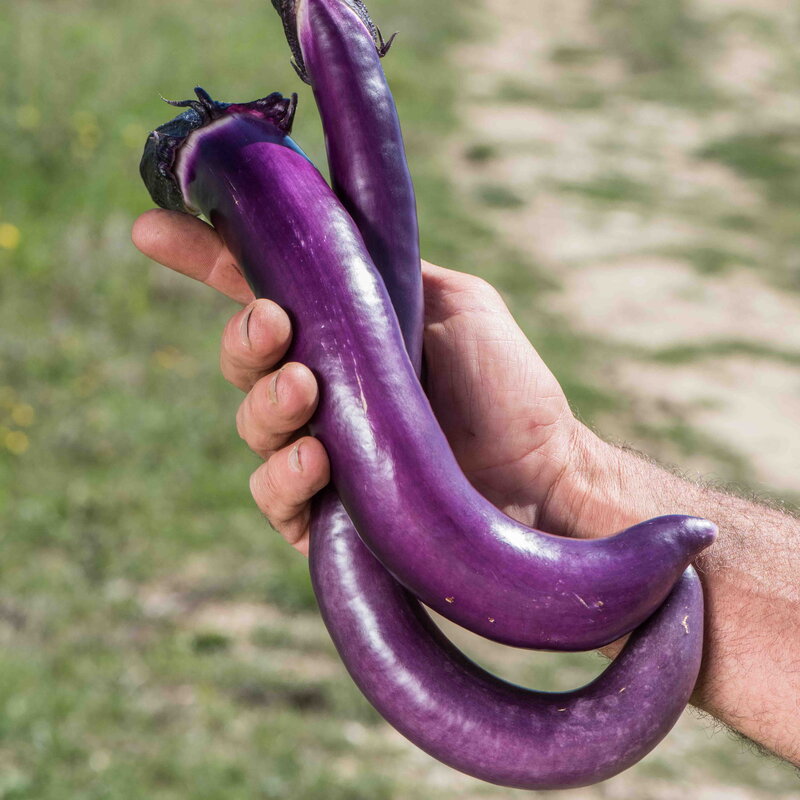 Eggplants - Ma-Zu Purple