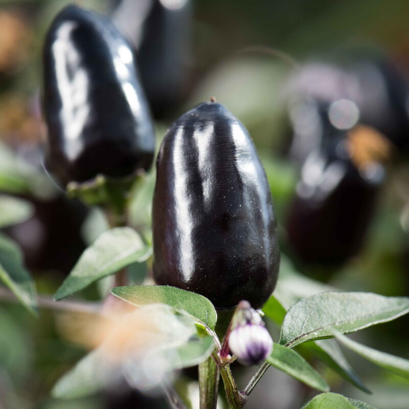 Peppers - Numex Halloween