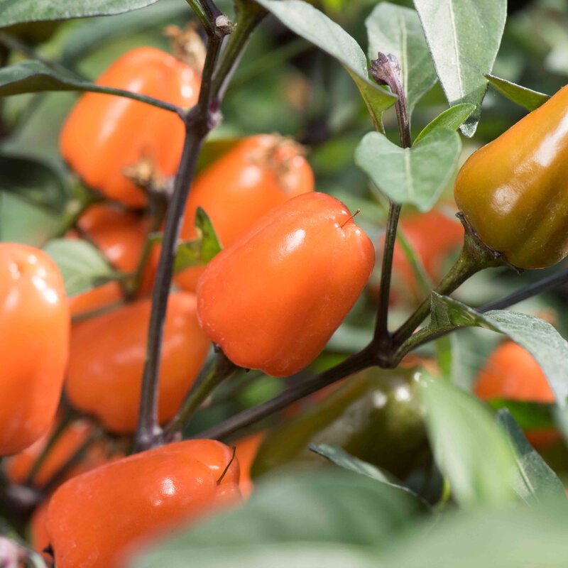 Peppers - Numex Halloween