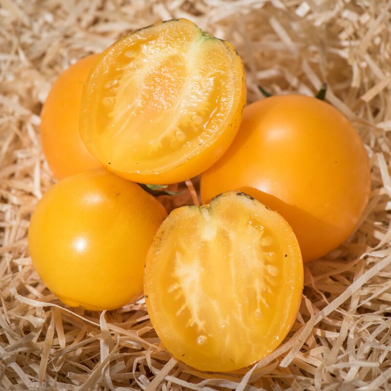 Tomatoes - Buigh Annane