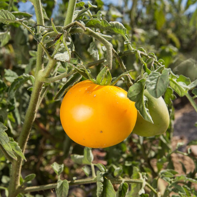 Tomatoes - Buigh Annane