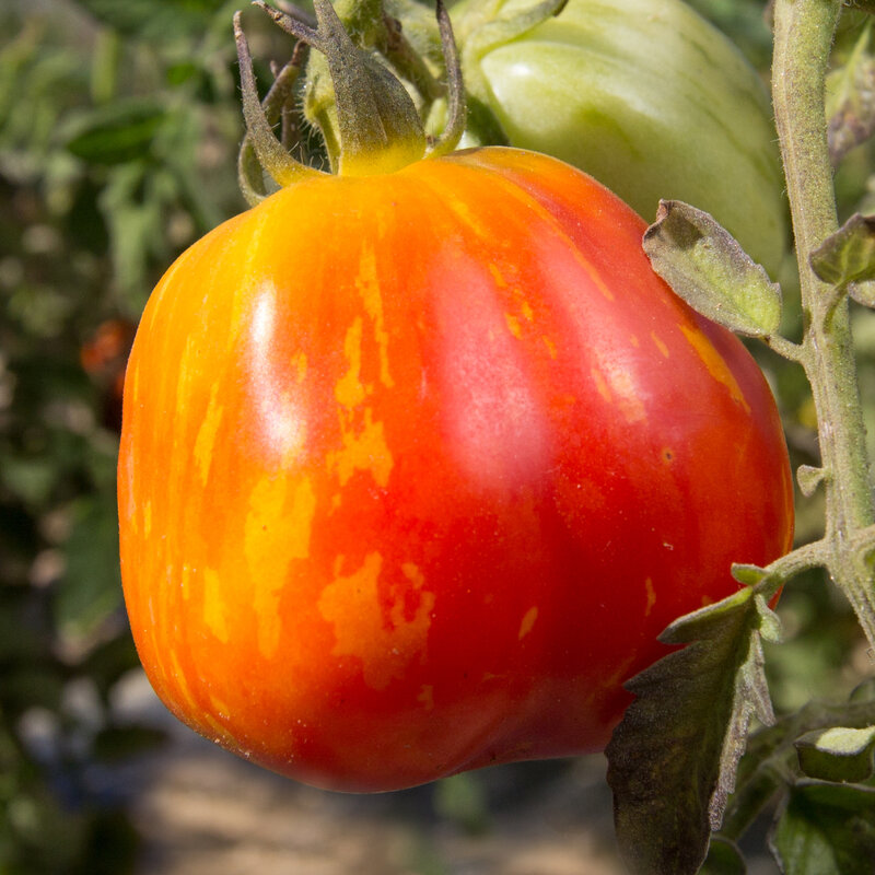 Tomatoes - New Shirmer Stook