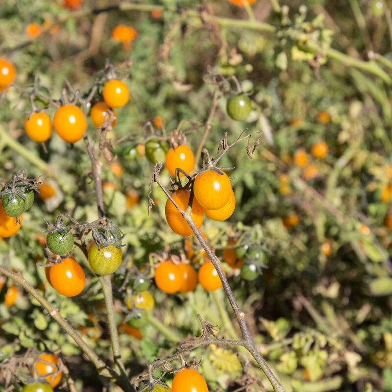 Cherry tomatoes - From the Galapagos
