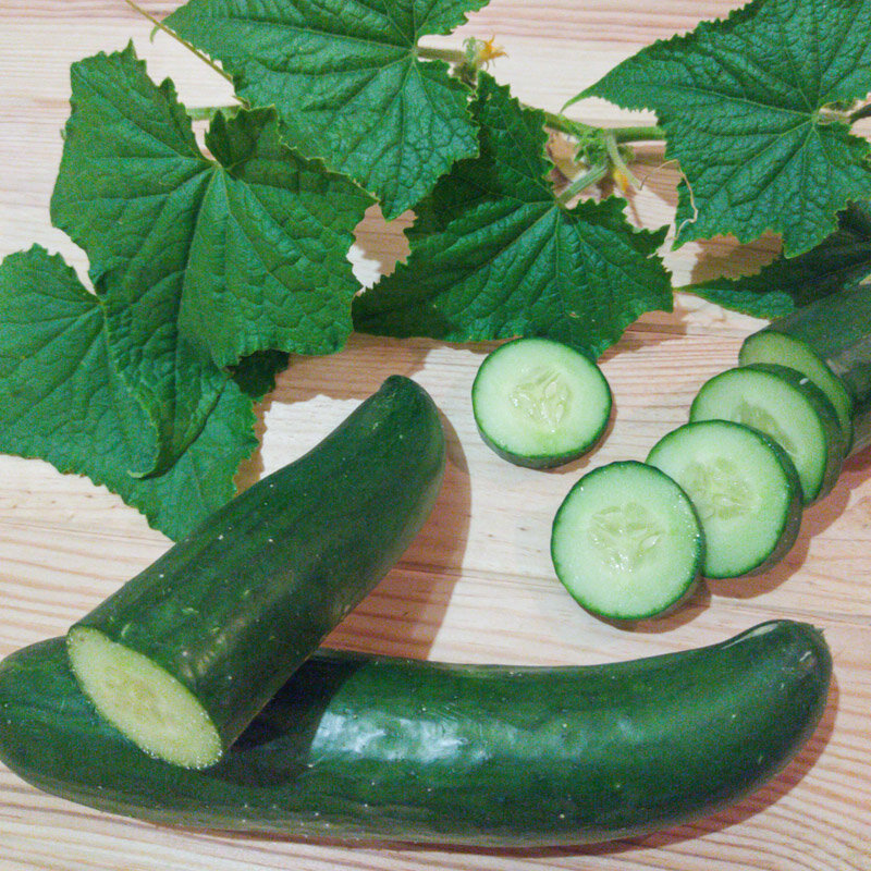 Cucumbers - Green Finger