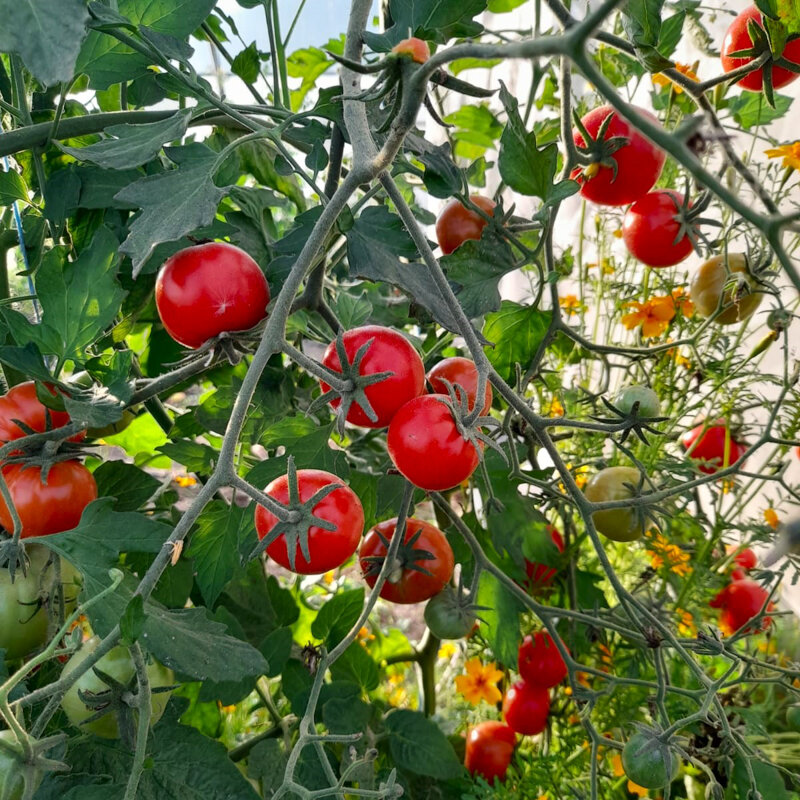 Cherry tomatoes - Magic Lineup