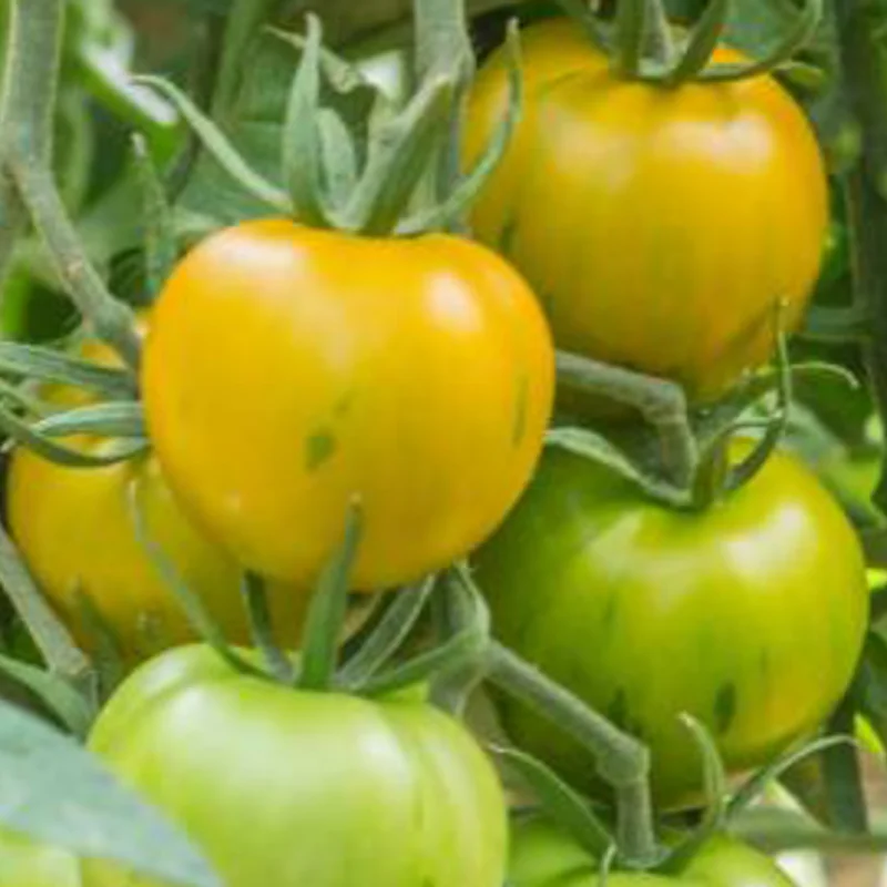 Tomatoes - Robecq Zebra