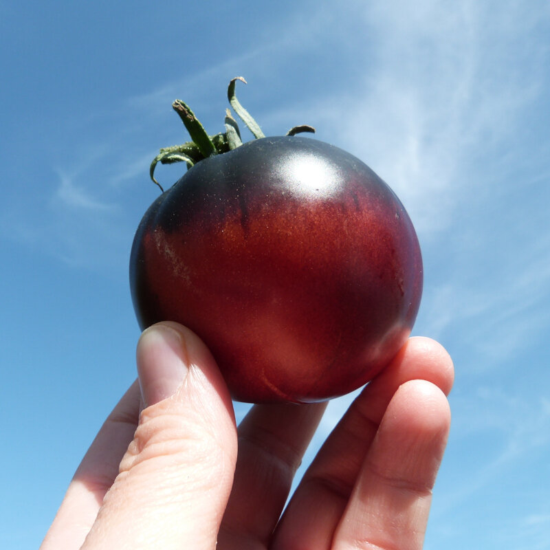 Tomatoes - Black Beauty