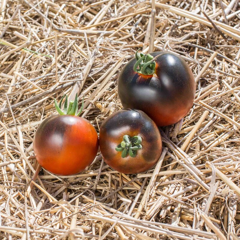 Tomatoes - Chestnut Chocolate