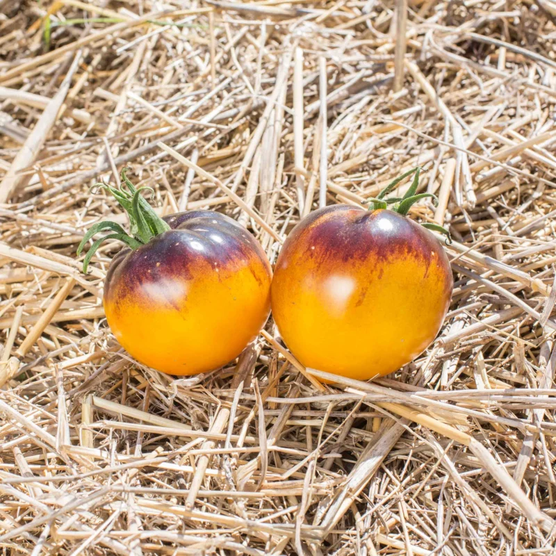 Cherry tomatoes - Blue Gold