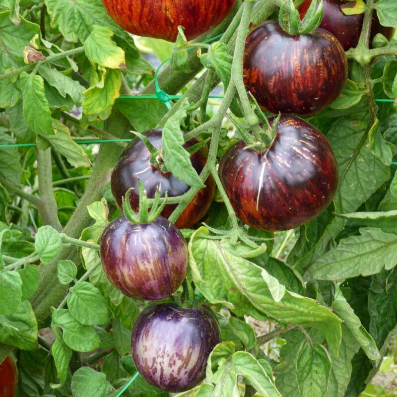 Tomatoes - Kaleidoscopic Jewel