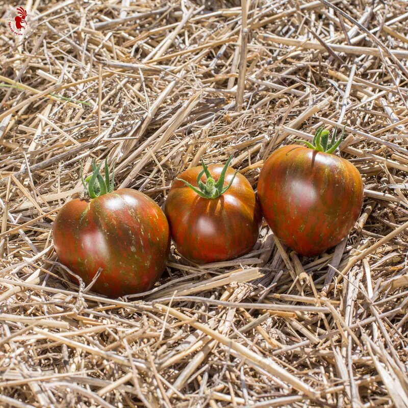 Tomatoes - Black And Brown Boar