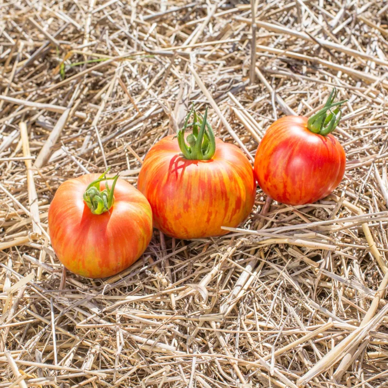 Tomatoes - Red Furry Boar