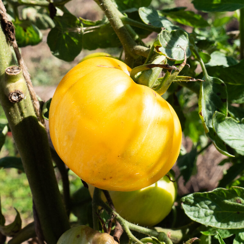 Tomatoes - Yellow Furry Boar