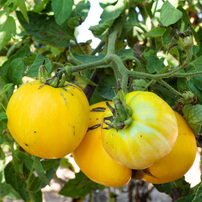 Tomatoes - Yellow Furry Boar