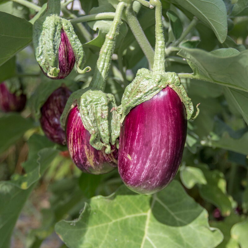 Eggplants - Homsi