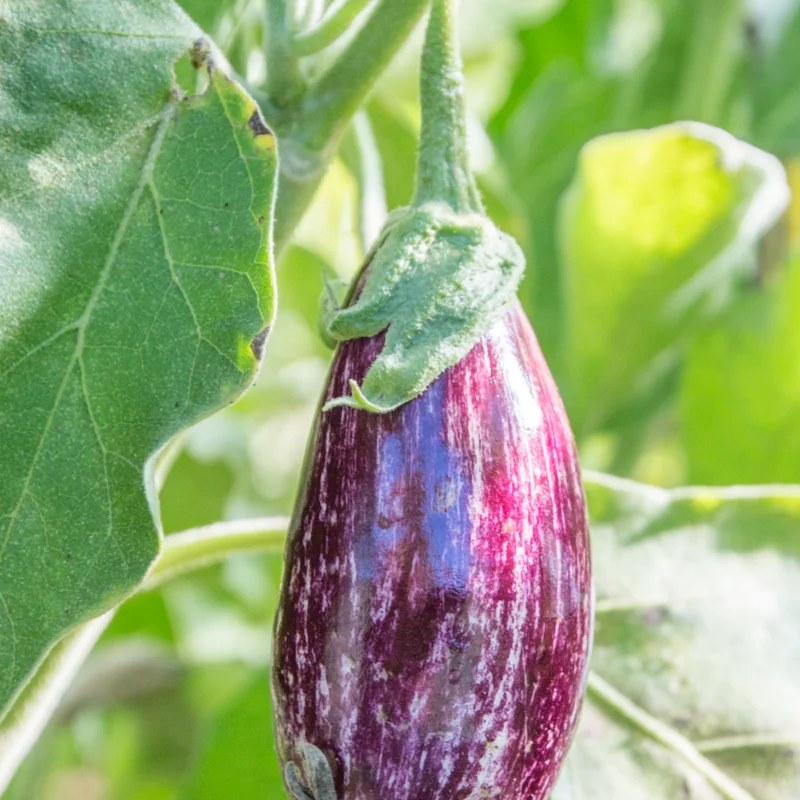 Eggplants - Homsi