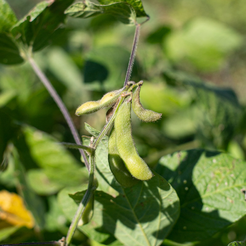 Soya beans - Midori Giant