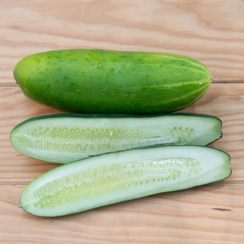 Cucumbers - Poinsett 76