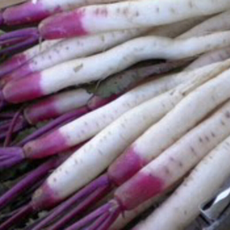 Turnips - Hinona Kabu