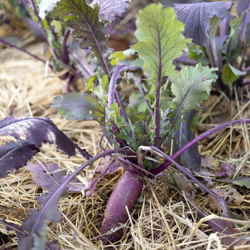 Turnips - Hinona Kabu