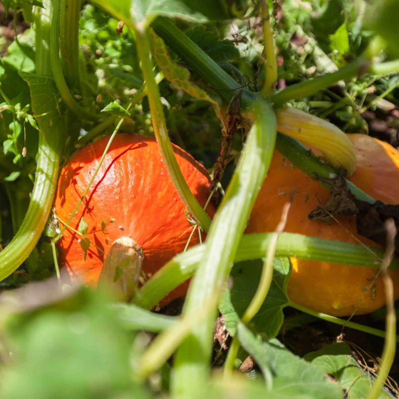 Maxima squash - Potimarron Solor