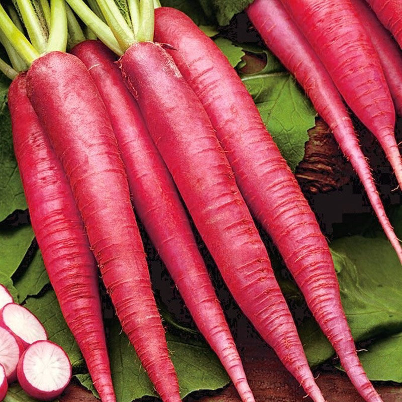 Radish Easter Rose