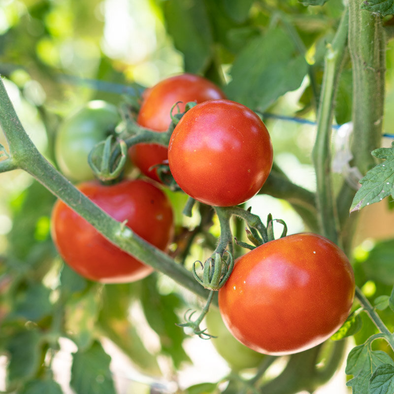 Tomatoes - Gloire de Malines