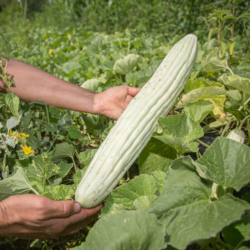 Cucumbers - Armenian Painted Serpent