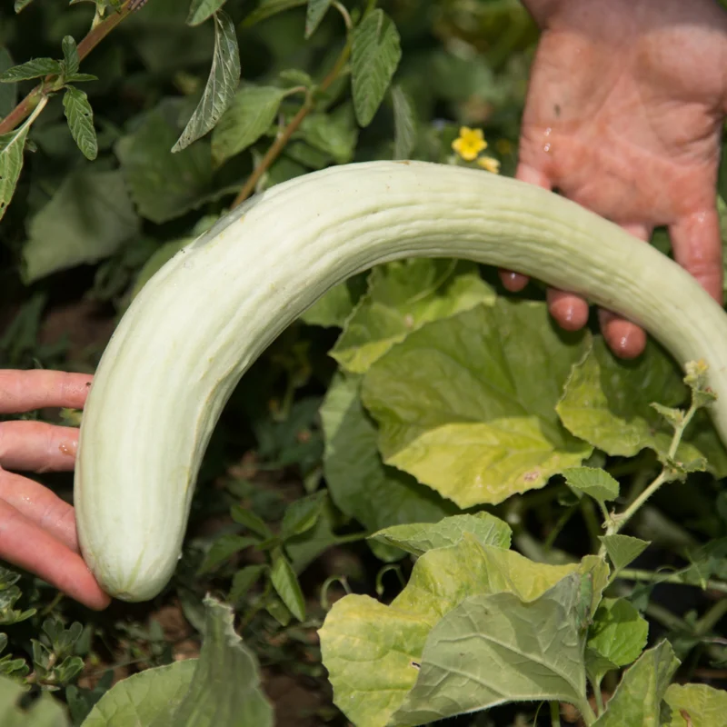 Cucumbers - Armenian Painted Serpent