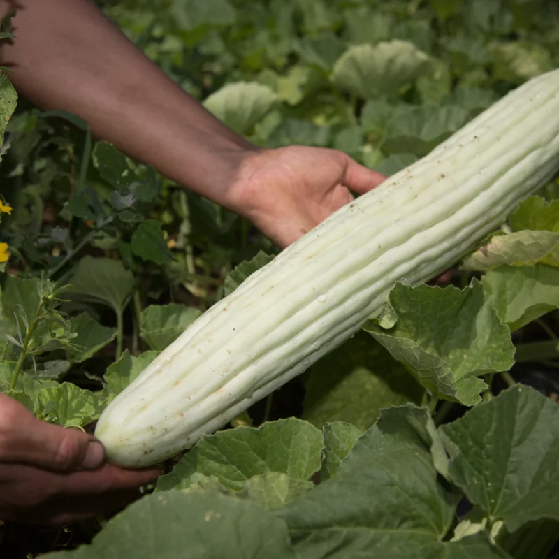 Cucumbers - Armenian Painted Serpent