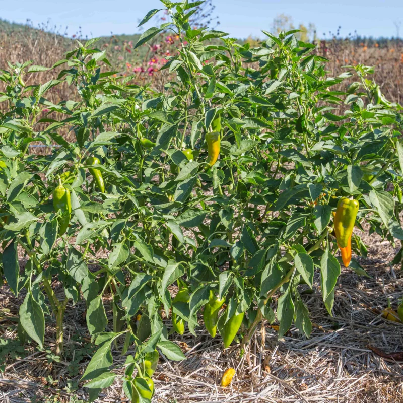 Peppers - Stocky Golden Roaster