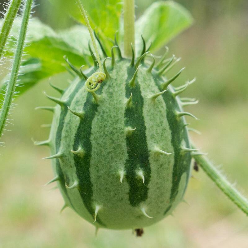 Kiwanos - African horned cucumber. Zambia