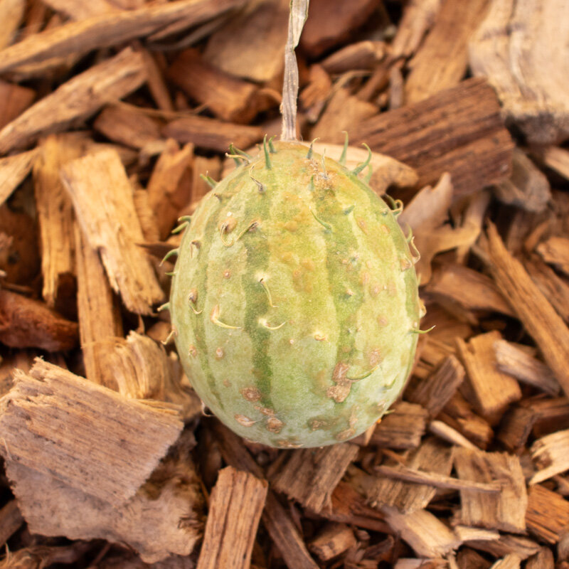 Kiwanos - African horned cucumber. Zambia