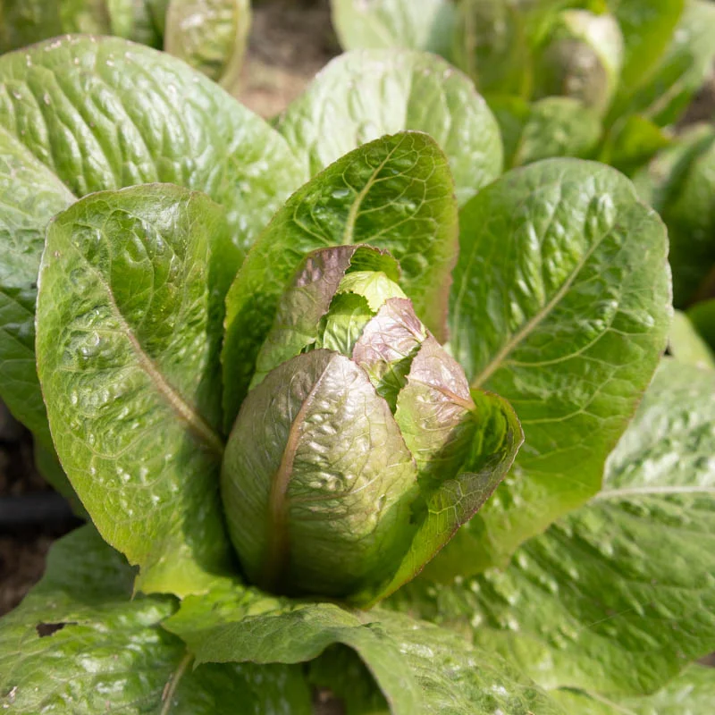 Lettuces - Brown Goldring