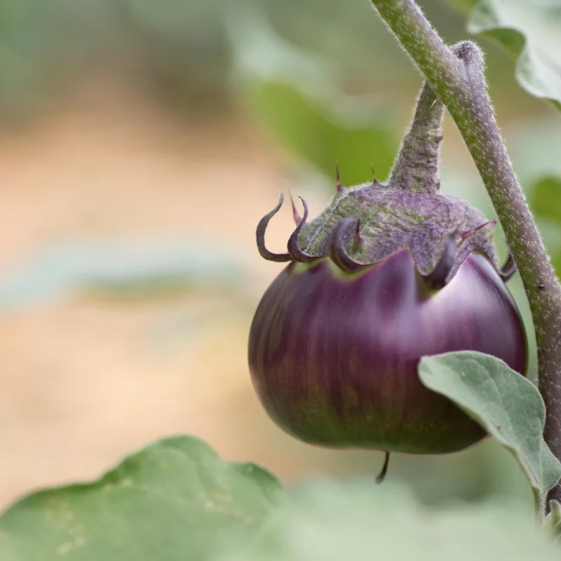 Eggplants - Kamo