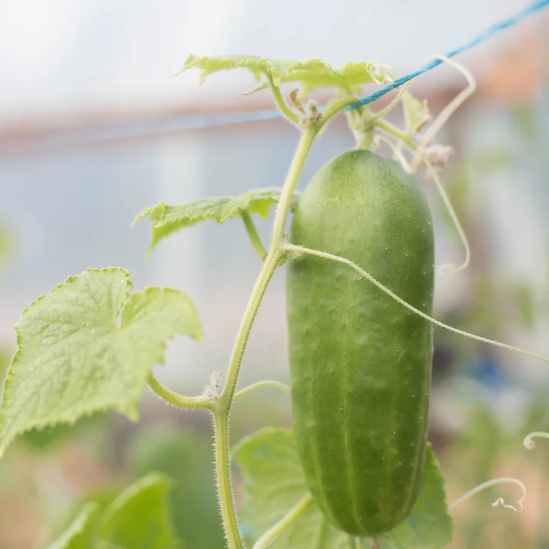 Cucumbers - Mideast Peace