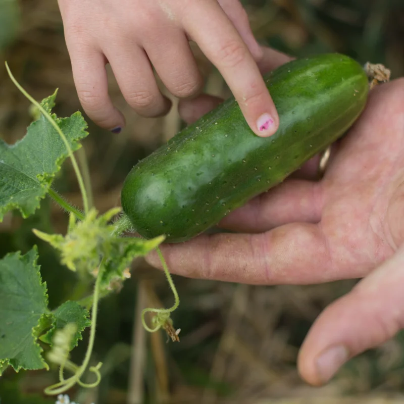 Cucumbers - Mideast Peace