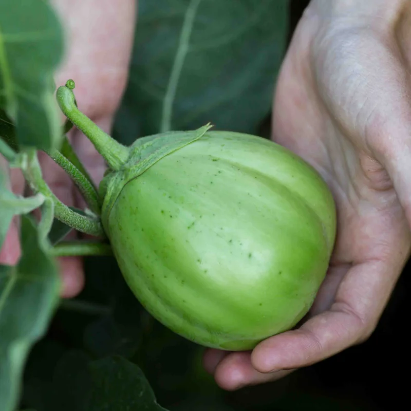 Eggplants - Ao Daimaru