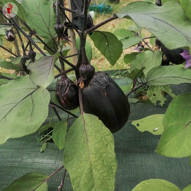 Eggplants - Konasu