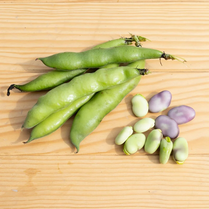 Broad bean - Ianto's Return