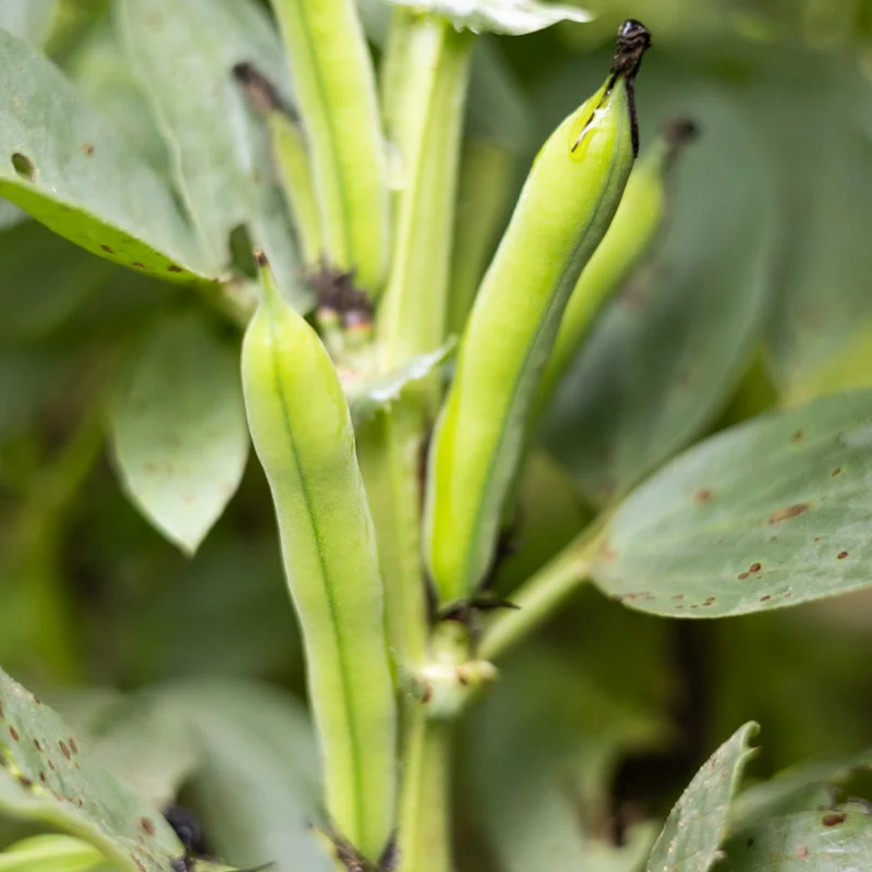 Broad bean - Ianto's Return