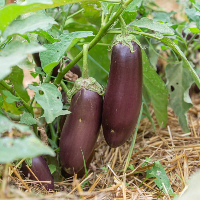 Eggplants - Astrakom
