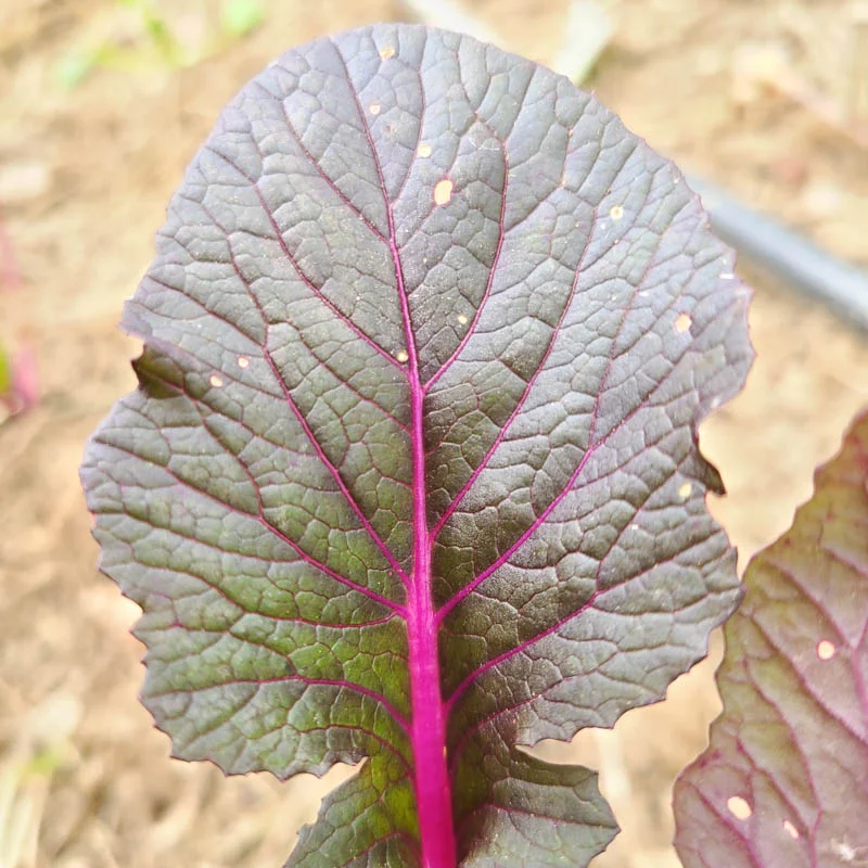 Indian mustards - Garnet Giant