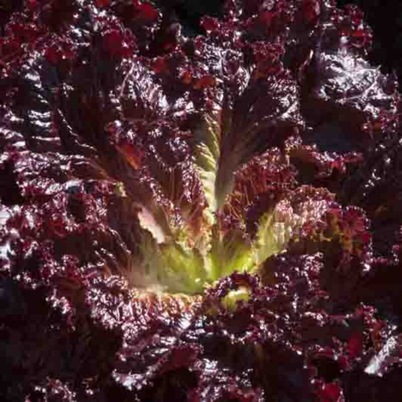 Lettuces - Infrared