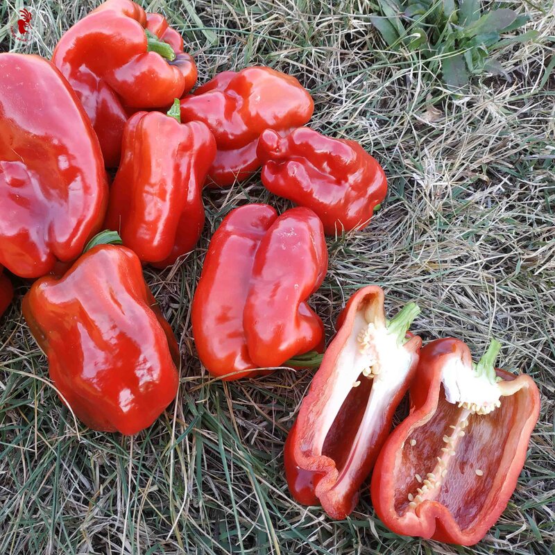 Peppers - Tendre de Châteaurenard