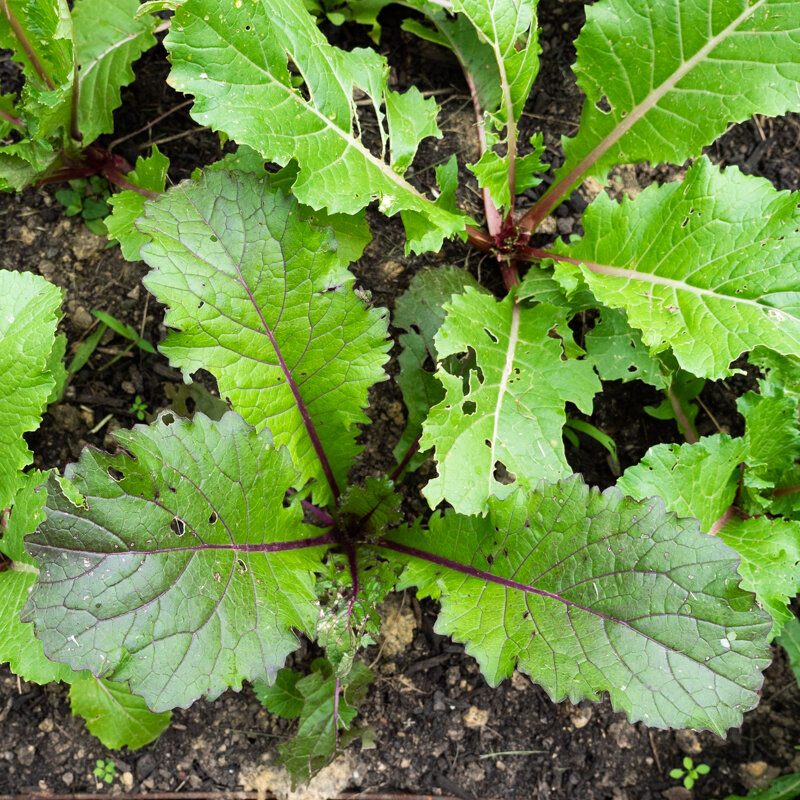 Japanese mustards - Vivid Pak Choi