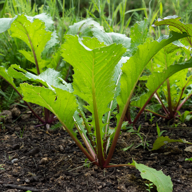 Japanese mustards - Vivid Pak Choi