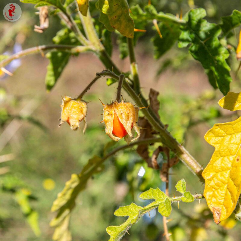 Morelle - Solanum sisybrifolium